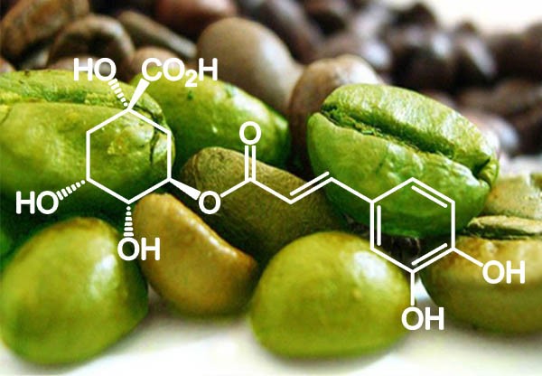 zöld kávé étvágycsökkentő